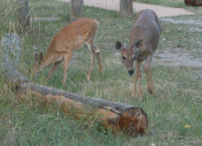 I wonder if Humans are edible?